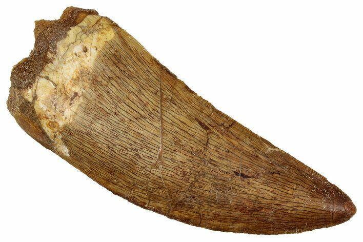 Serrated, Carcharodontosaurus Tooth - Excellent Quality #242584